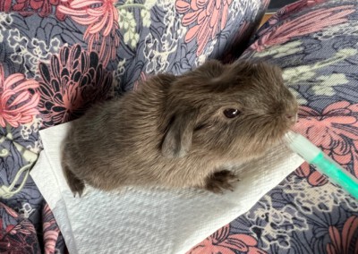 4. Lebenstag - Youles wird etwas zugefüttert