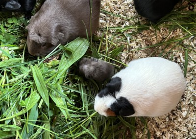 5. Lebenstag - Youles mit Mama Darla und Kastrat Ken