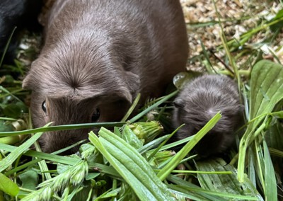 5. Lebenstag - Youles mit Mama Darla