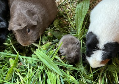 5. Lebenstag - Youles mit Mama Darla und Kastrat Ken