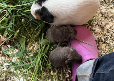 5. Lebenstag - Youles und Yoko