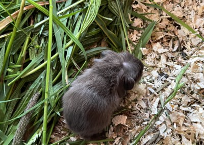 5. Lebenstag - Youles 