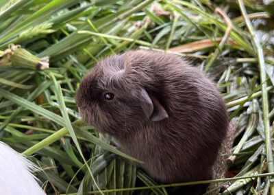 5. Lebenstag - Youles