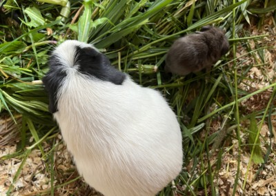 5. Lebenstag - Youles mit Kastrat Ken