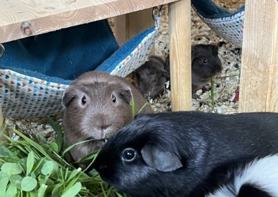 Kurz nach der Geburt. Linkes Jungtier Z Wurf, rechts Y Wurf.