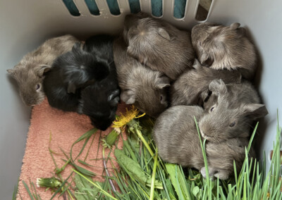 4. Lebenstag beim täglichen Wiegen mit dem Y Wurf