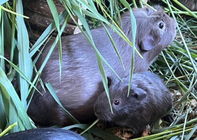 11. Lebenstag (nicht Mama Darla)