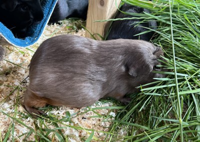 Darla 16 Tage nach der Geburt, immer noch ziemlich 