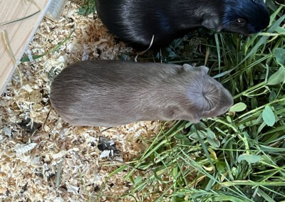 Orlas schlanke Linie 12 Tage nach der Geburt