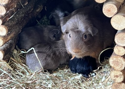 12. Lebenstag - schwarzes Z Jungtier bei 