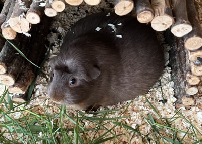 12 Tage vor der Geburt