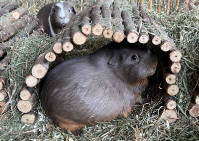 8 Tage vor der Geburt