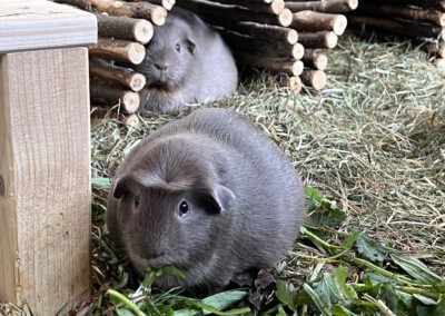 11 Tage vor der Geburt