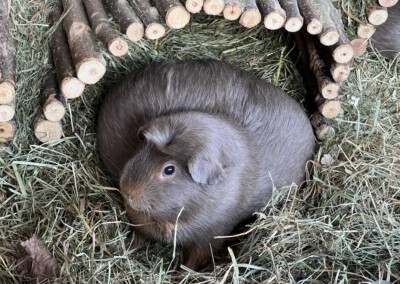 5 Tage vor der Geburt