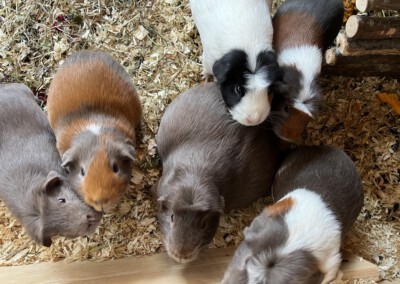 3 Tage vor der Geburt