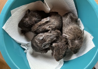 Direkt nach der Geburt