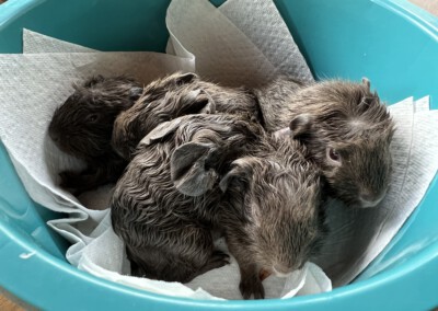 Direkt nach der Geburt