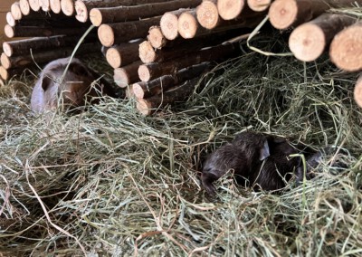 Direkt nach der Geburt