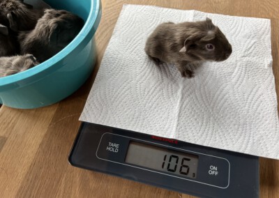 Yarla beim ersten trocken Wiegen