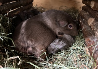 Etwa 3 Stunden nach der Geburt