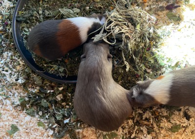 Juno erschnüffelt Darlas Milch