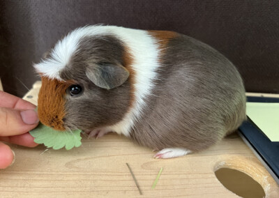 Quentchen 2 Tage vor der Geburt beim Wiegen