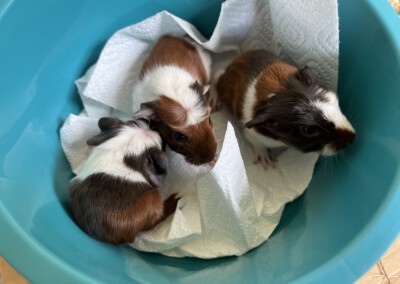 Kurz nach der Geburt - links Calida, mitte Capri, rechts Colorino