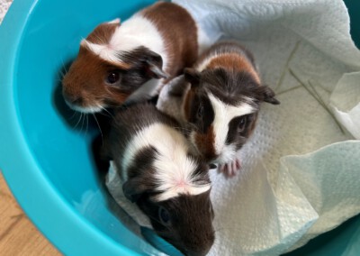 Kurz nach der Geburt - oben links Calida, unten mitte Capri, oben rechts Colorino