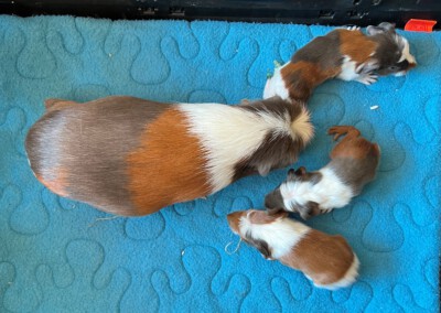 2. Lebenstag beim Wiegen