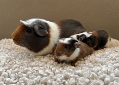 2. Lebenstag - Capri mit Mama Quentchen