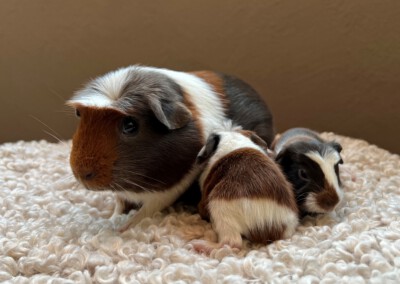 2. Lebenstag - Mama Quentchen, Capri von hinten und rechts Colorino