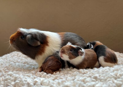 2. Lebenstag - Quentchen, daneben Calidas Hintern, Capri und rechts Colorino von hinten