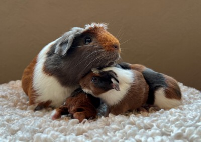2. Lebenstag - Quentchen, daneben Calidas Hintern, Capri und rechts Colorinos linke Hinterhand