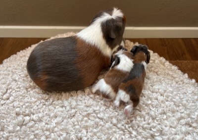 2. Lebenstag - Quentchen, Capri und Colorino