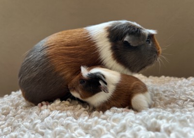 2. Lebenstag - Capri mit Mama Quentchen