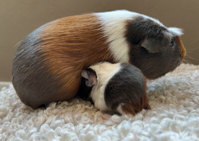 2. Lebenstag - Calida mit Mama Quentchen