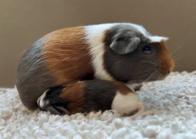 2. Lebenstag - Colorino mit Mama Quentchen