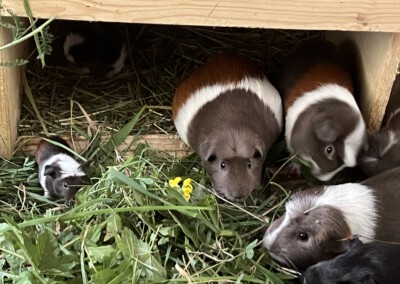 13. Lebenstag - Calida ganz links im Bild