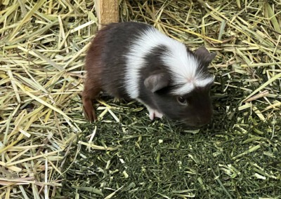 20. Lebenstag - Calida