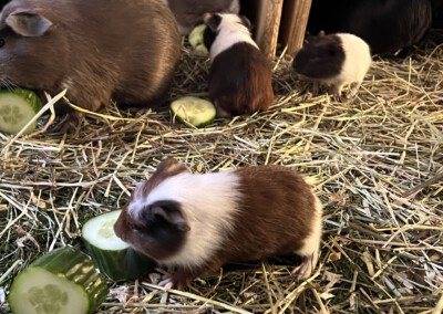 21. Lebenstag - Capri