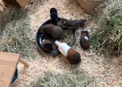 28. Lebenstag - Colorino in der Bockgruppe