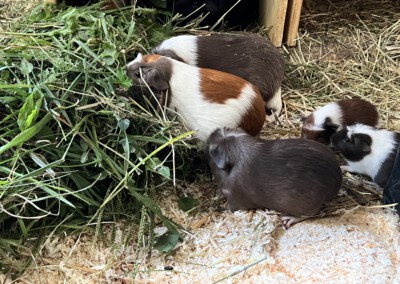 28. Lebenstag - Capri und Calida ganz rechts im Bild