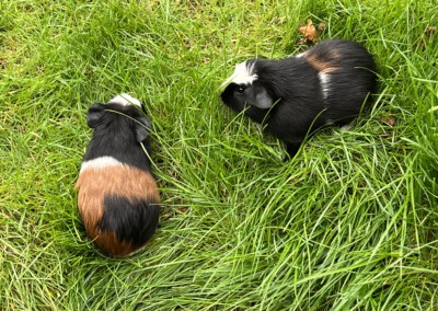 53. Lebenstag - links Barley, rechts Bolero