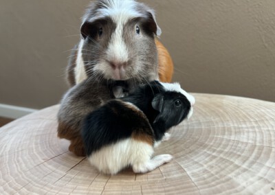 2. Lebenstag - Boldero und im Hintergrund Bruder Butters und Mama Quitara