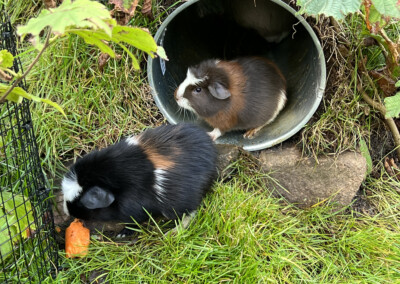 45. Lebenstag - Colorino und Bolero aus dem B Wurf