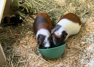 3. Lebenstag - Barley, Mama Quitara und Oma Kiki