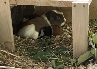 5. Lebenstag - Barley trinkt bei Mama Quitara