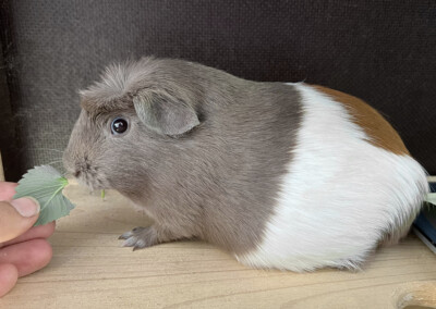 13 Tage vor der Geburt - Rana beim Wiegen