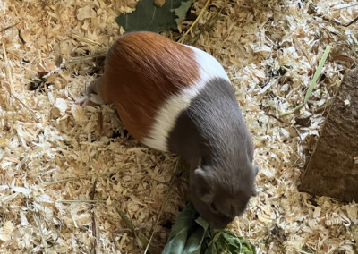 11 Tage vor der Geburt