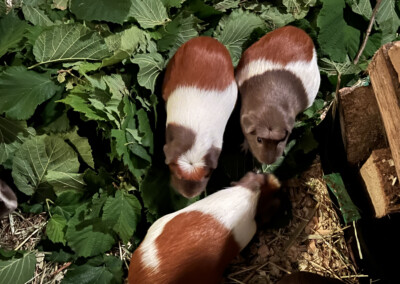 8 Tage vor der Geburt - Rana oben rechts